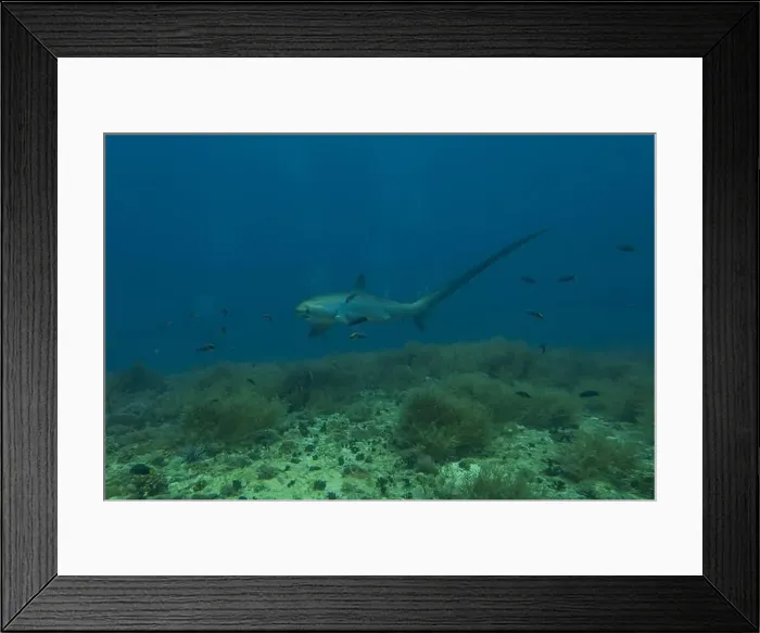 Framed Print : Thresher Shark swimming in the Sea of the Philippines Framed Print : Thresher Shark swimming in the Sea of the Philippines