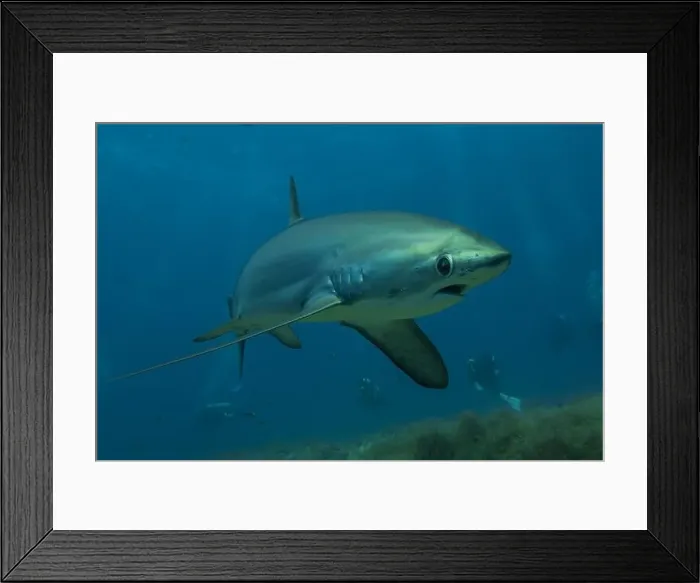 Framed Print : Thresher Shark swimming in the Sea of the Philippines Framed Print : Thresher Shark swimming in the Sea of the Philippines