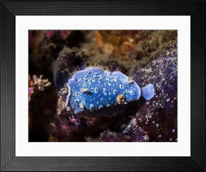 Framed Print : A Galaxy Nudibranch (Cadlina sp-c) on the reef close up of the sea slug Framed Print : A Galaxy Nudibranch (Cadlina sp-c) on the reef close up of the sea slug