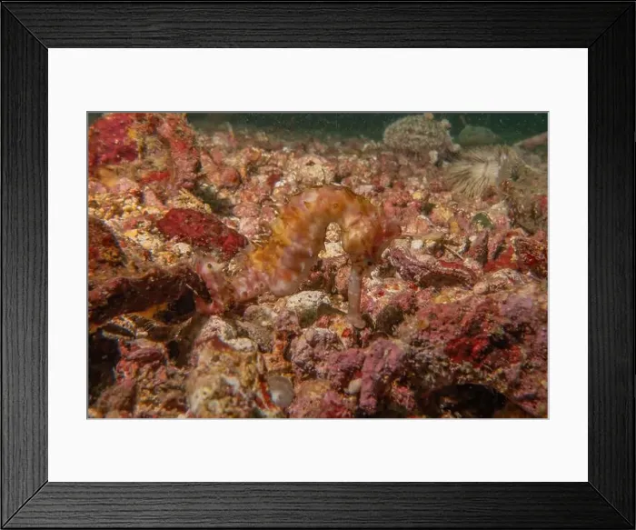 Framed Print : Sea Horse in the Sea of the Philippines Framed Print : Sea Horse in the Sea of the Philippines