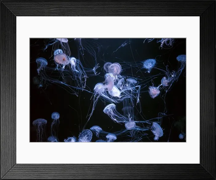 Framed Print : Atlantic sea nettle, Chrysaora quinquecirrha Framed Print : Atlantic sea nettle, Chrysaora quinquecirrha