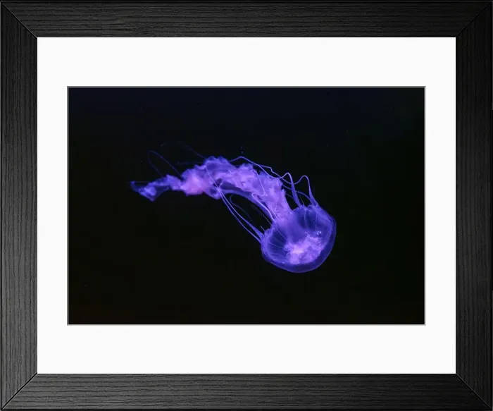 Framed Print : Black sea nettle, Chrysaora achlyos swimming in dark water of aquarium tank with purple neon light Framed Print : Black sea nettle, Chrysaora achlyos swimming in dark water of aquarium tank with purple neon light