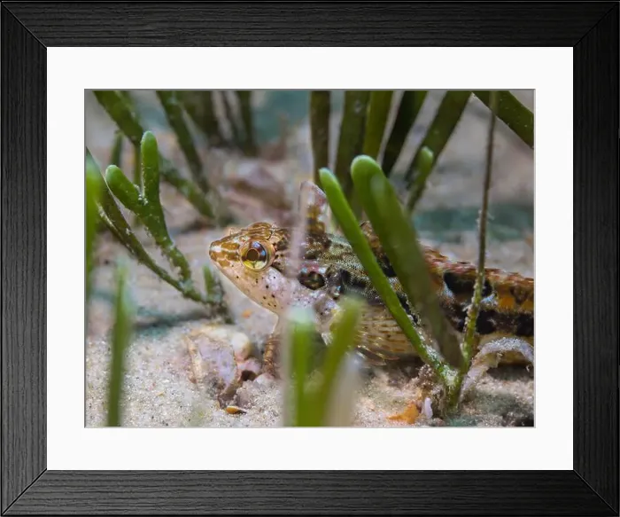 Framed Print : Small super klipfish hiding on the sand in the sea grass Framed Print : Small super klipfish hiding on the sand in the sea grass