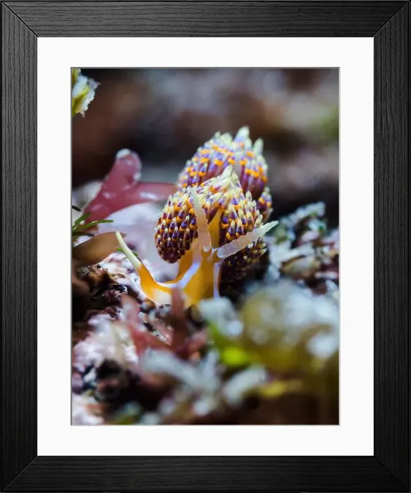 Framed Print : Four-colour nudibranch (Godiva quadricolor) front view of this colorful sea slug on the reef Framed Print : Four-colour nudibranch (Godiva quadricolor) front view of this colorful sea slug on the reef