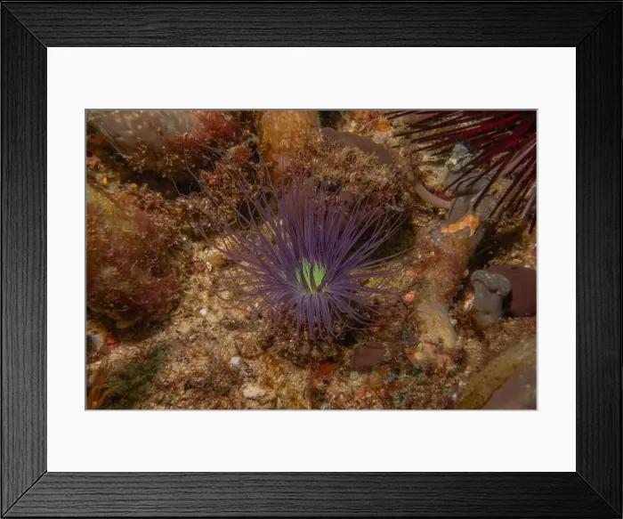 Framed Print : Coral reef and water plants in the Sea of the Philippines Framed Print : Coral reef and water plants in the Sea of the Philippines