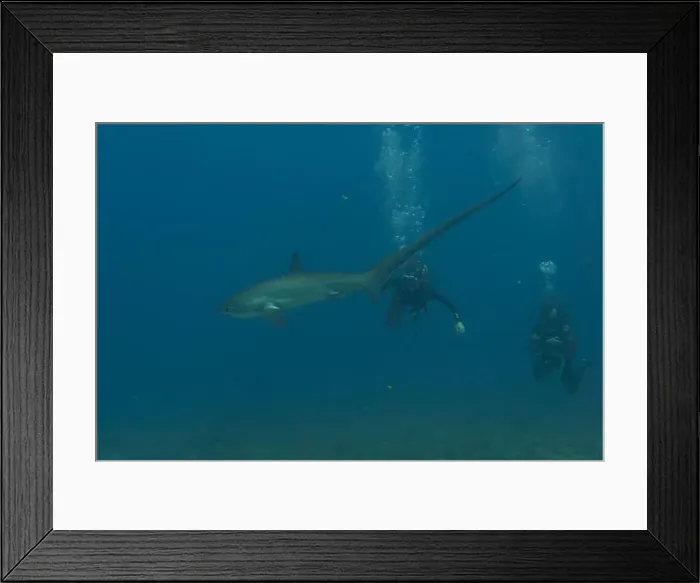 Framed Print : Thresher Shark swimming in the Sea of the Philippines Framed Print : Thresher Shark swimming in the Sea of the Philippines