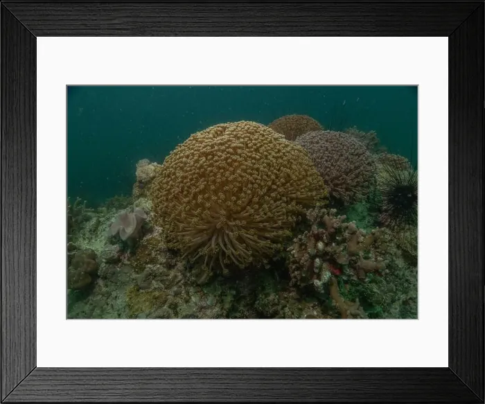 Framed Print : Coral reef and water plants in the Sea of the Philippines Framed Print : Coral reef and water plants in the Sea of the Philippines