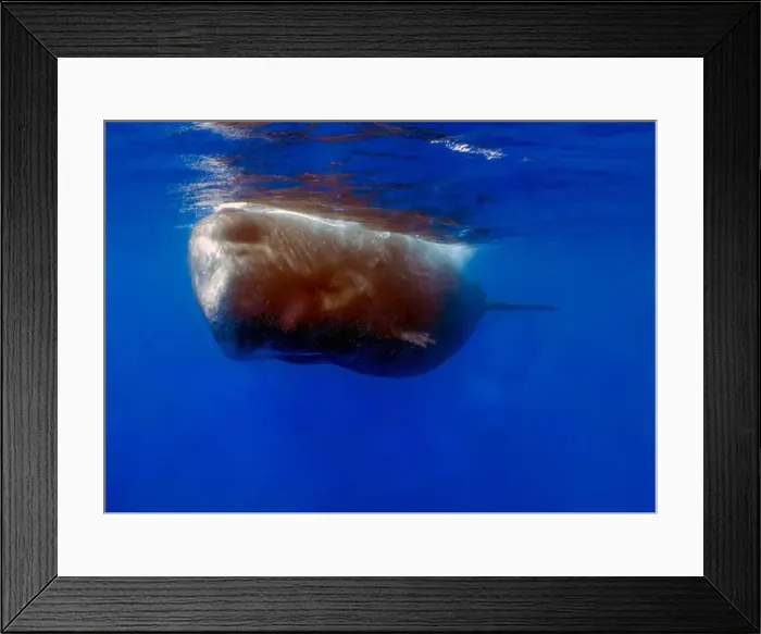 Framed Print : An adult Sperm Whale (Physeter macrocephalus) in the Caribbean Sea Framed Print : An adult Sperm Whale (Physeter macrocephalus) in the Caribbean Sea
