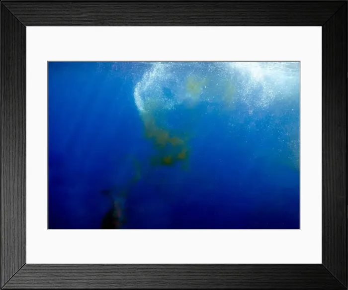 Framed Print : A Sperm Whale (Physeter macrocephalus) releases a fecal plume near the surface in the Caribbean Sea, Dominica Framed Print : A Sperm Whale (Physeter macrocephalus) releases a fecal plume near the surface in the Caribbean Sea, Dominica