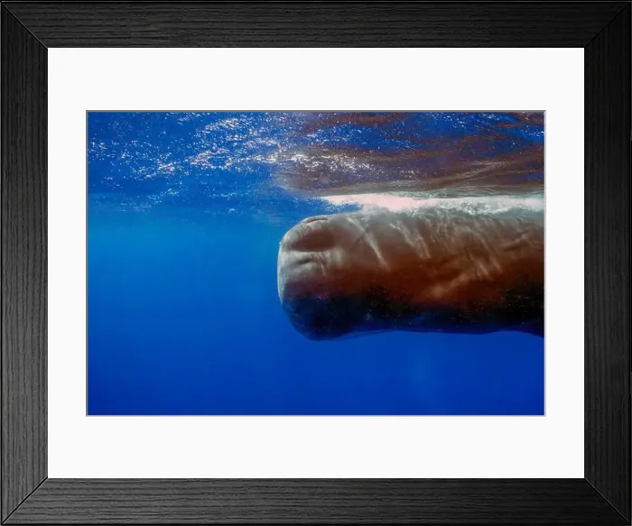 Framed Print : An adult Sperm Whale (Physeter macrocephalus) in the Caribbean Sea Framed Print : An adult Sperm Whale (Physeter macrocephalus) in the Caribbean Sea