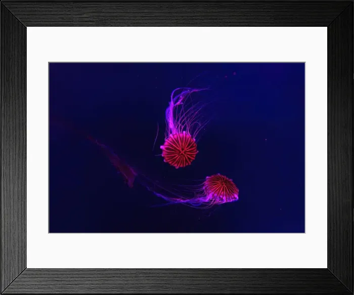 Framed Print : Group of fluorescent jellyfish swimming underwater aquarium pool with red light Framed Print : Group of fluorescent jellyfish swimming underwater aquarium pool with red light