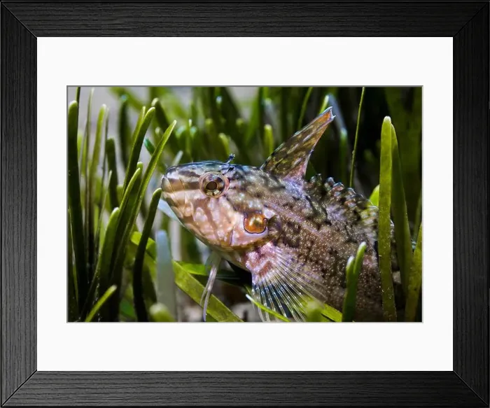 Framed Print : Close up of a Super klipfish (Clinus superciliosus) in the sea grass Framed Print : Close up of a Super klipfish (Clinus superciliosus) in the sea grass