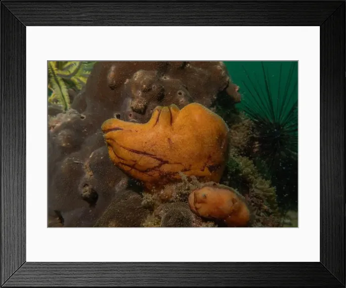 Framed Print : Coral reef and water plants in the Sea of the Philippines Framed Print : Coral reef and water plants in the Sea of the Philippines