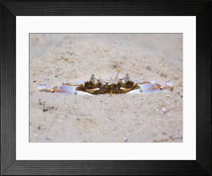Framed Print : A Three-spot swimming crab (Ovalipes trimaculatus) hiding under the sand on the ocean bottom Framed Print : A Three-spot swimming crab (Ovalipes trimaculatus) hiding under the sand on the ocean bottom