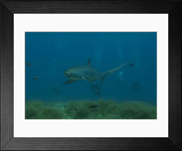 Framed Print : Thresher Shark swimming in the Sea of the Philippines Framed Print : Thresher Shark swimming in the Sea of the Philippines