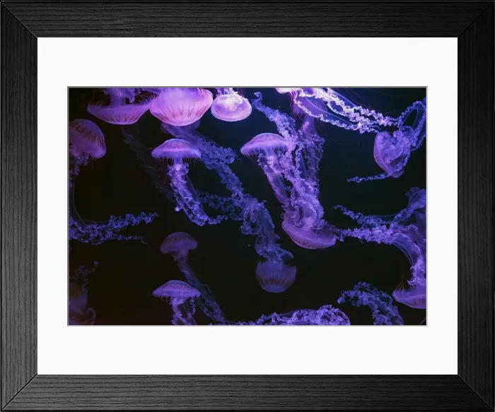 Framed Print : Group of jellifish South american sea nettle Framed Print : Group of jellifish South american sea nettle