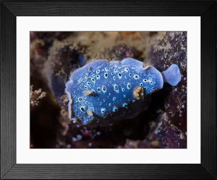 Framed Print : A Galaxy Nudibranch (Cadlina sp-c) on the reef close up of the sea slug Framed Print : A Galaxy Nudibranch (Cadlina sp-c) on the reef close up of the sea slug
