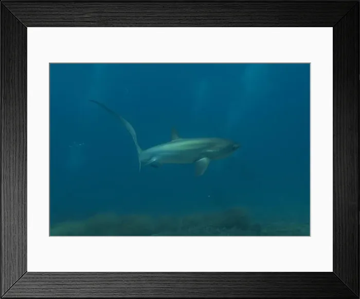 Framed Print : Thresher Shark swimming in the Sea of the Philippines Framed Print : Thresher Shark swimming in the Sea of the Philippines