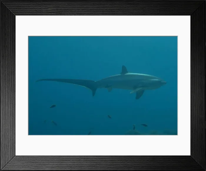 Framed Print : Thresher Shark swimming in the Sea of the Philippines Framed Print : Thresher Shark swimming in the Sea of the Philippines