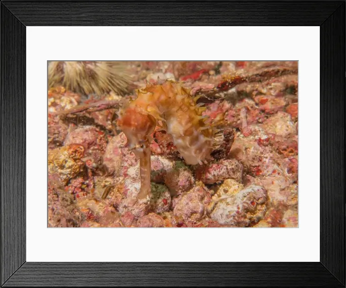 Framed Print : Sea Horse in the Sea of the Philippines Framed Print : Sea Horse in the Sea of the Philippines