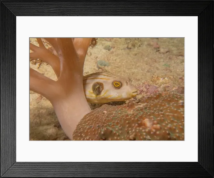 Framed Print : Fish swim in the Sea of the Philippines