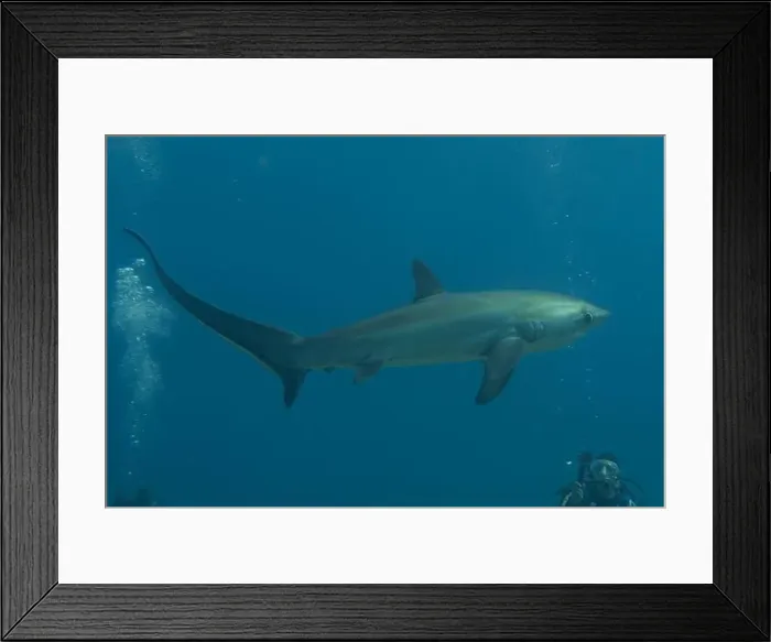 Framed Print : Thresher Shark swimming in the Sea of the Philippines Framed Print : Thresher Shark swimming in the Sea of the Philippines