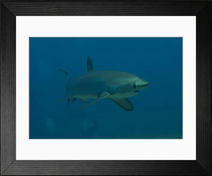 Framed Print : Thresher Shark swimming in the Sea of the Philippines Framed Print : Thresher Shark swimming in the Sea of the Philippines