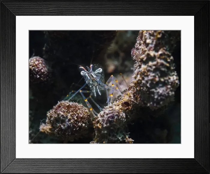 Framed Print : A Sand shrimp (Palaemon peringueyi) facing the camera its transparent body has black lines and yellow spots Framed Print : A Sand shrimp (Palaemon peringueyi) facing the camera its transparent body has black lines and yellow spots
