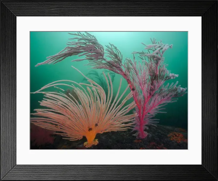 Framed Print : Reef scene with large orange Flagellar sea fan and a Palmate sea fan surrounding it Framed Print : Reef scene with large orange Flagellar sea fan and a Palmate sea fan surrounding it