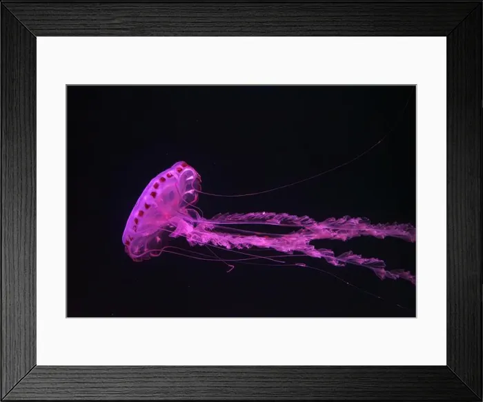 Framed Print : Purple-striped Jellyfish, Chrysaora colorata swimming in dark water of aquarium tank illuminated with pink neon light Framed Print : Purple-striped Jellyfish, Chrysaora colorata swimming in dark water of aquarium tank illuminated with pink neon light