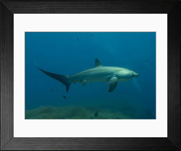 Framed Print : Thresher Shark swimming in the Sea of the Philippines Framed Print : Thresher Shark swimming in the Sea of the Philippines
