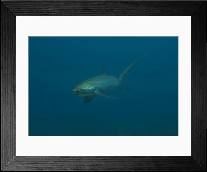 Framed Print : Thresher Shark swimming in the Sea of the Philippines Framed Print : Thresher Shark swimming in the Sea of the Philippines