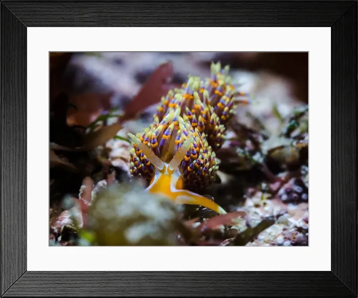 Framed Print : Four-colour nudibranch (Godiva quadricolor) front view of this colorful sea slug on the reef Framed Print : Four-colour nudibranch (Godiva quadricolor) front view of this colorful sea slug on the reef