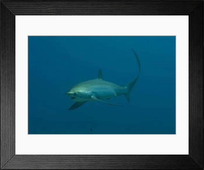 Framed Print : Thresher Shark swimming in the Sea of the Philippines Framed Print : Thresher Shark swimming in the Sea of the Philippines