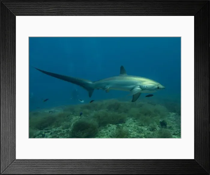 Framed Print : Thresher Shark swimming in the Sea of the Philippines Framed Print : Thresher Shark swimming in the Sea of the Philippines