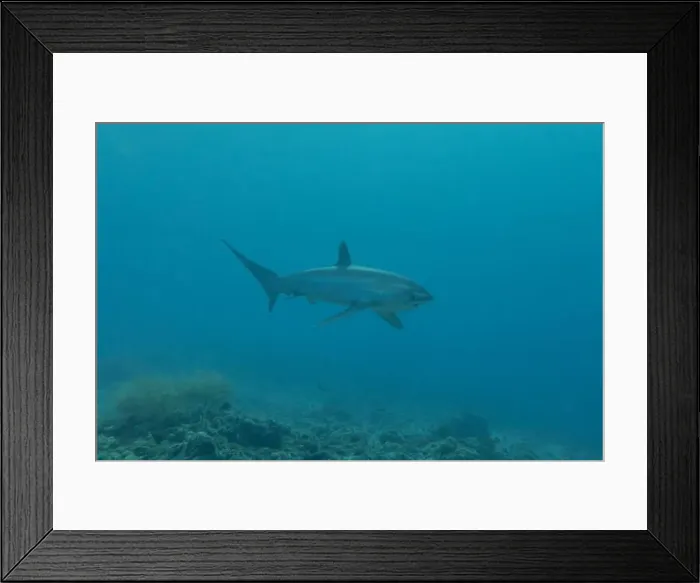 Framed Print : Thresher Shark swimming in the Sea of the Philippines Framed Print : Thresher Shark swimming in the Sea of the Philippines