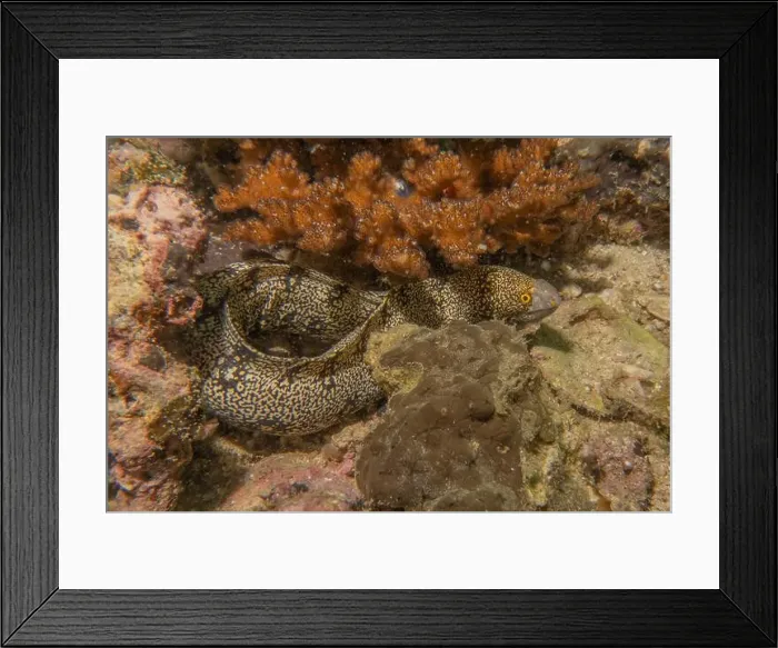 Framed Print : Moray eel Mooray lycodontis undulatus in the Red Sea, Eilat Israel Framed Print : Moray eel Mooray lycodontis undulatus in the Red Sea, Eilat Israel