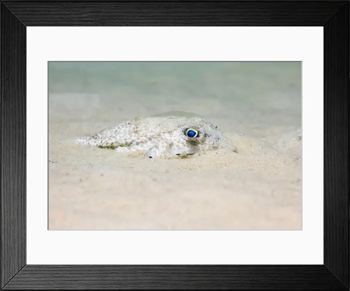 Framed Print : An Evileye pufferfish (Amblyrhynchotes honckenii) hiding in the sand on the ocean floor Framed Print : An Evileye pufferfish (Amblyrhynchotes honckenii) hiding in the sand on the ocean floor
