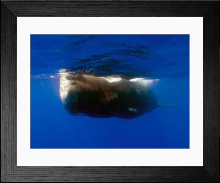 Framed Print : An adult Sperm Whale (Physeter macrocephalus) in the Caribbean Sea Framed Print : An adult Sperm Whale (Physeter macrocephalus) in the Caribbean Sea