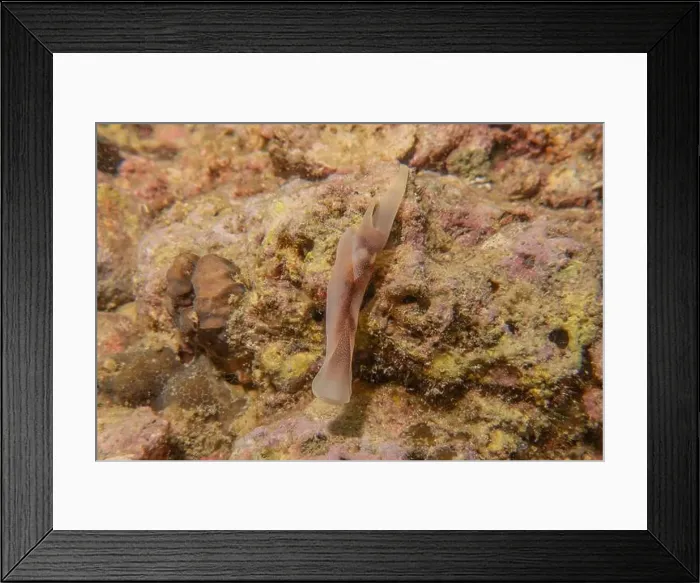 Framed Print : Fish swim in the Sea of the Philippines Framed Print : Fish swim in the Sea of the Philippines