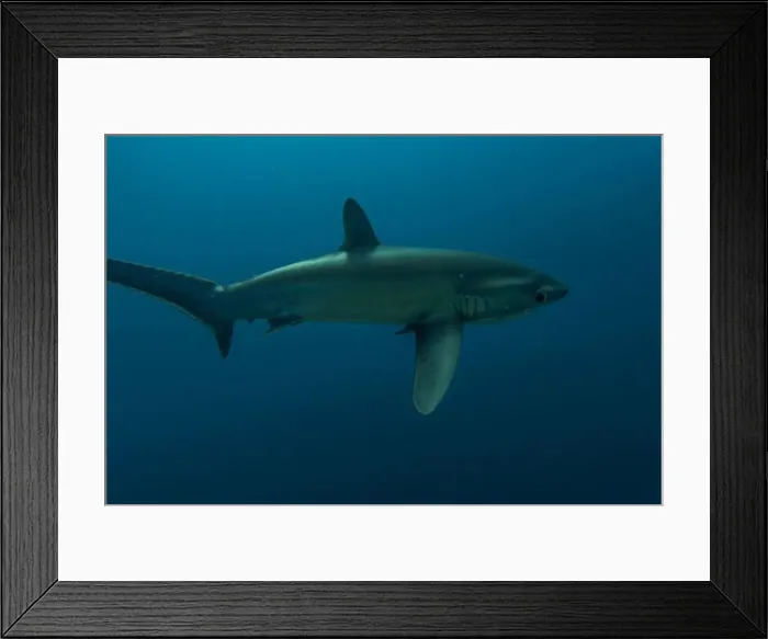 Framed Print : Thresher Shark swimming in the Sea of the Philippines Framed Print : Thresher Shark swimming in the Sea of the Philippines