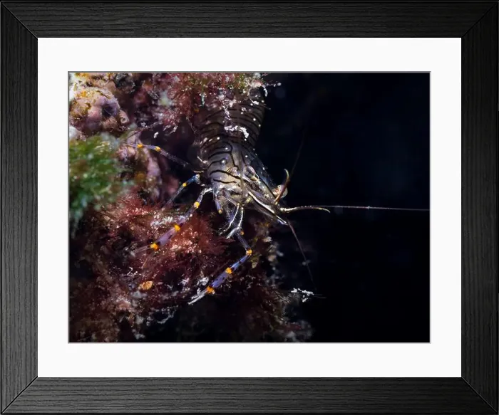 Framed Print : A Sand shrimp (Palaemon peringueyi) side view of its transparent body has black lines and yellow spots Framed Print : A Sand shrimp (Palaemon peringueyi) side view of its transparent body has black lines and yellow spots