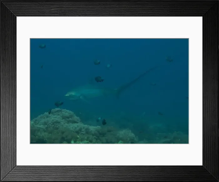 Framed Print : Thresher Shark swimming in the Sea of the Philippines Framed Print : Thresher Shark swimming in the Sea of the Philippines