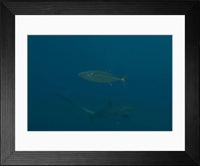 Framed Print : Fish swim in the Sea of the Philippines Framed Print : Fish swim in the Sea of the Philippines