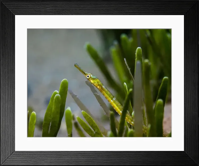 Framed Print : Macro photo of a green Longsnout pipefish (Syngnathus temminckii) hiding in the seagrass Framed Print : Macro photo of a green Longsnout pipefish (Syngnathus temminckii) hiding in the seagrass