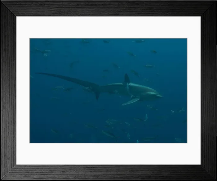 Framed Print : Thresher Shark swimming in the Sea of the Philippines Framed Print : Thresher Shark swimming in the Sea of the Philippines
