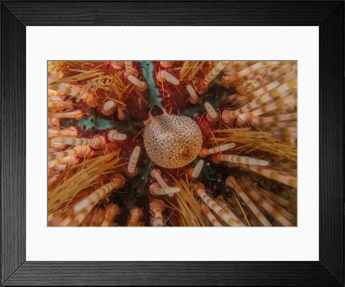 Framed Print : Coral reef and water plants in the Sea of the Philippines Framed Print : Coral reef and water plants in the Sea of the Philippines