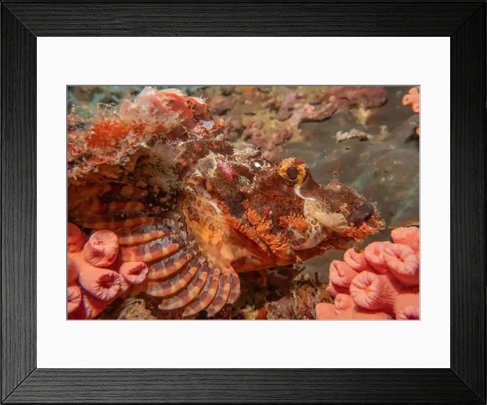 Framed Print : Coral reef and water plants in the Sea of the Philippines Framed Print : Coral reef and water plants in the Sea of the Philippines