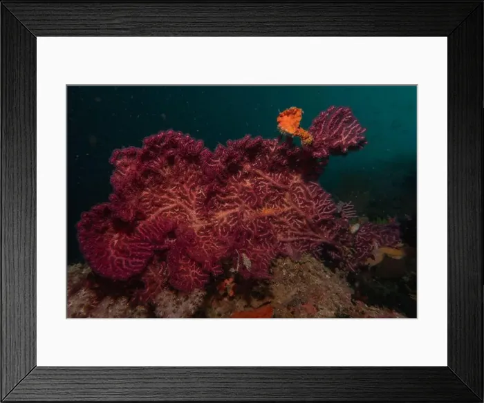 Framed Print : Coral reef and water plants in the Sea of the Philippines Framed Print : Coral reef and water plants in the Sea of the Philippines