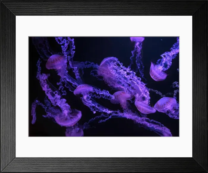 Framed Print : Group of jellifish South american sea nettle Framed Print : Group of jellifish South american sea nettle